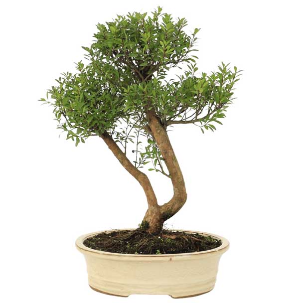bonsai syzigium