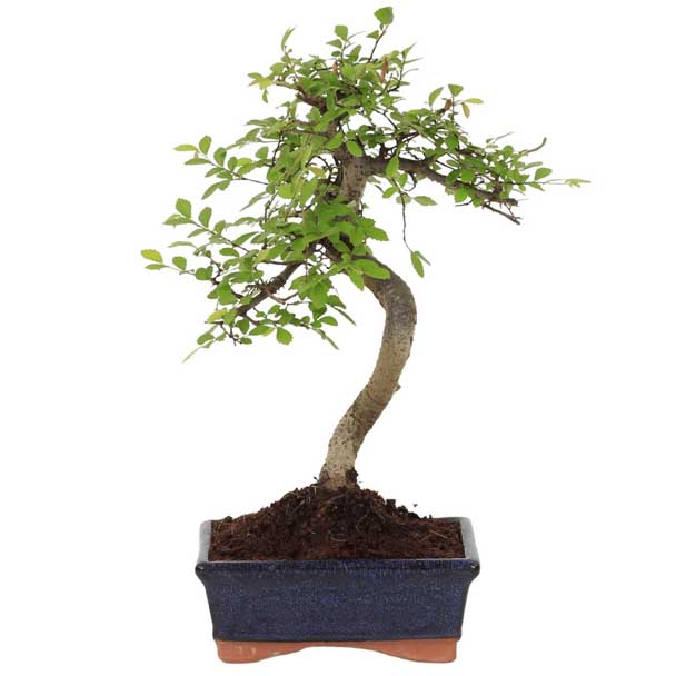 bonsai ulmus parvifolia