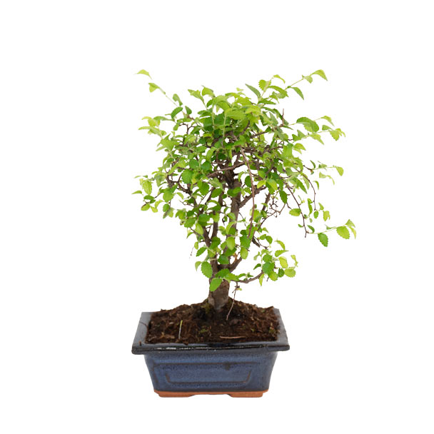 bonsai zelkova serrata principal