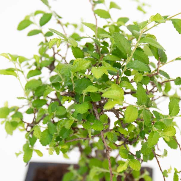bonsai zelkova serrata detalhe