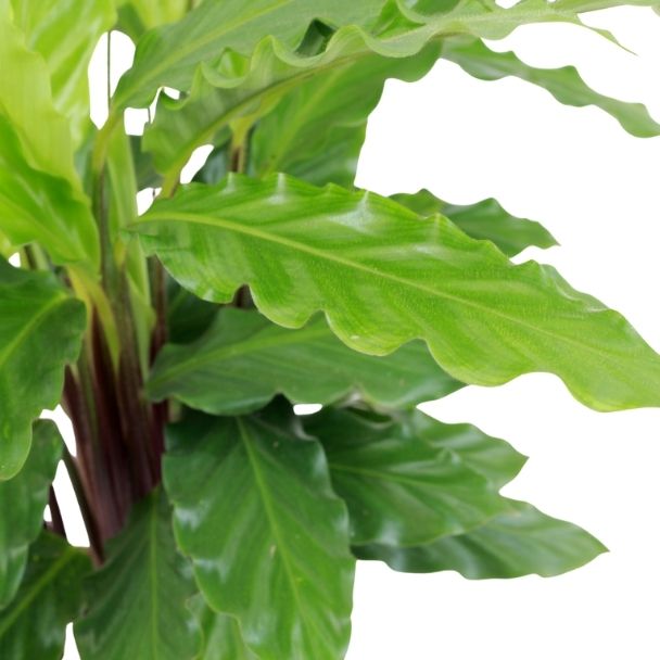 calathea rufibarba vaso producao detalhe 1