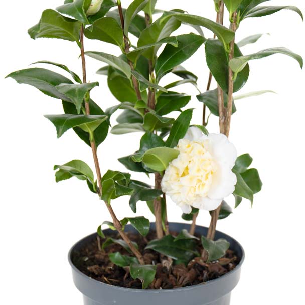 camélia branca detalhe flor