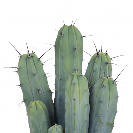 cereus myrtillocactus vaso de produção detalhe 1