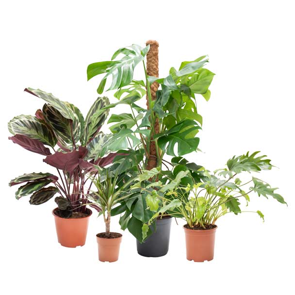 conjunto de plantas selva verde