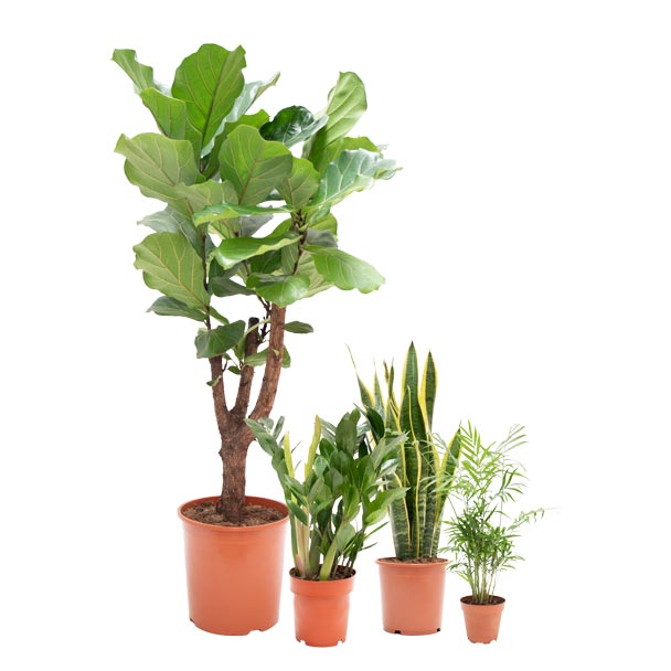 conjunto de plantas elegantes