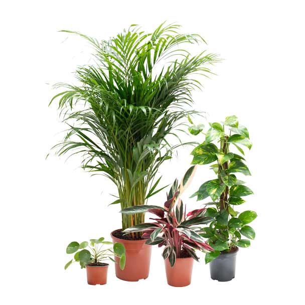 conjunto de plantas jardín tropical