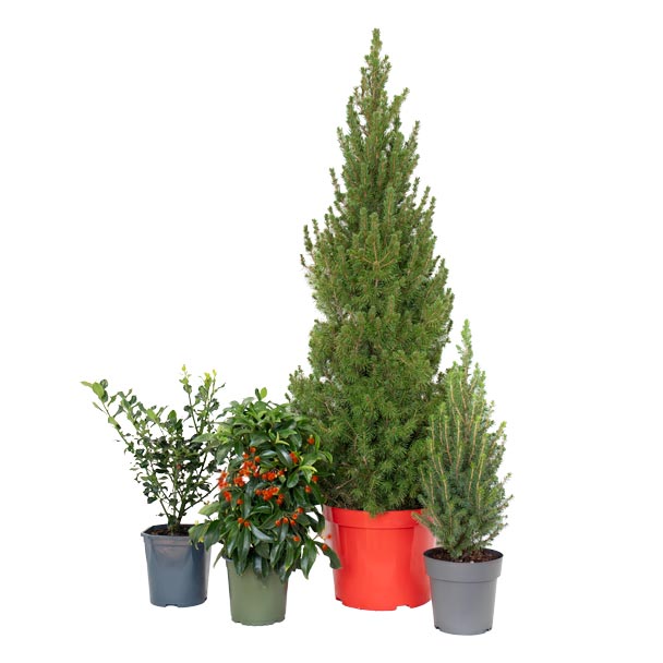 conjunto de plantas e árvores de natal