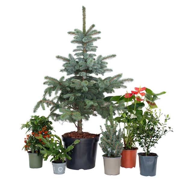 conjunto de plantas de natal premium