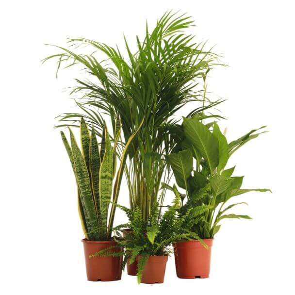 conjunto de plantas anti-humidade