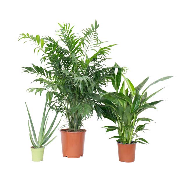 conjunto de plantas para o quarto