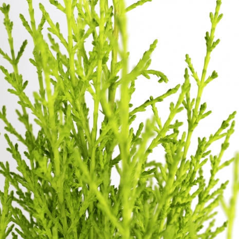 cupressus goldcrest wilma v24 vaso producao planta exterior rebentos