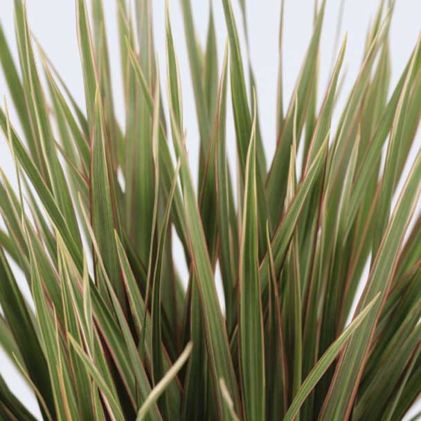 dracaena marginata bicolor 24 vaso producao detalhe folhas