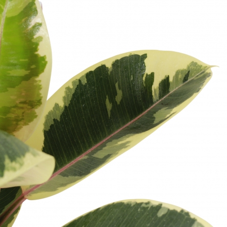 ficus elastica tineke 27 bioma plants detalhe folha variegata