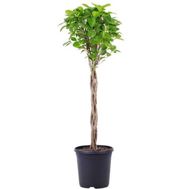 Ficus microcarpa 'moclame'
