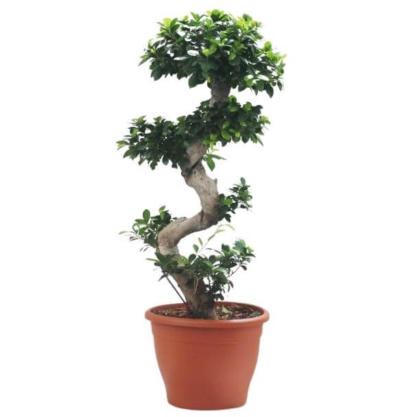 bonsai ficus ginseng L