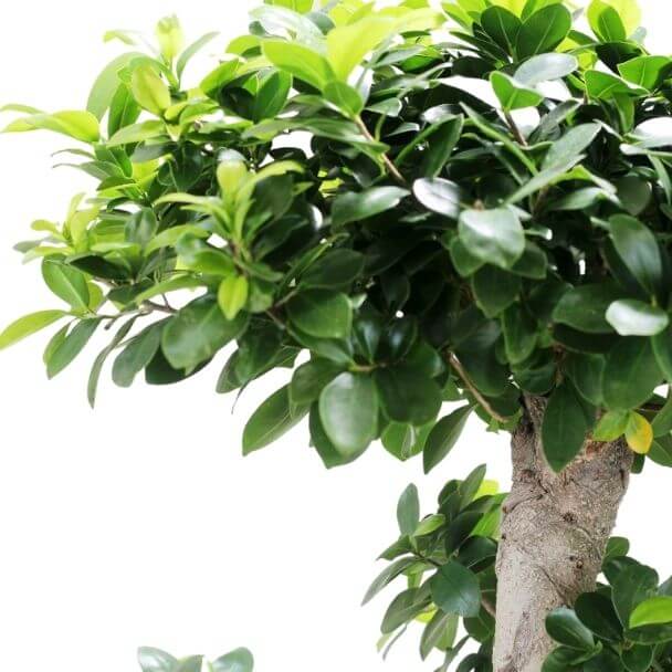 ficus ginseng bonsai vaso de producao detalhe 1