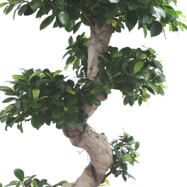 ficus ginseng bonsai vaso de producao detalhe 2