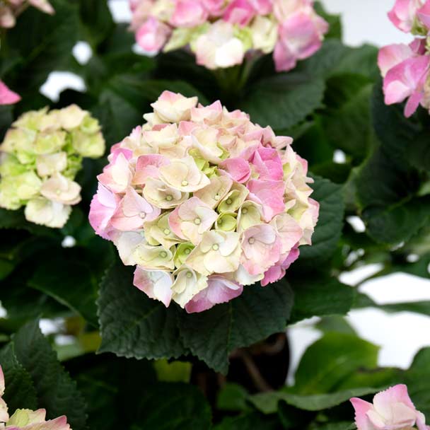 hydrangea hortênsia rosa detalhe flor