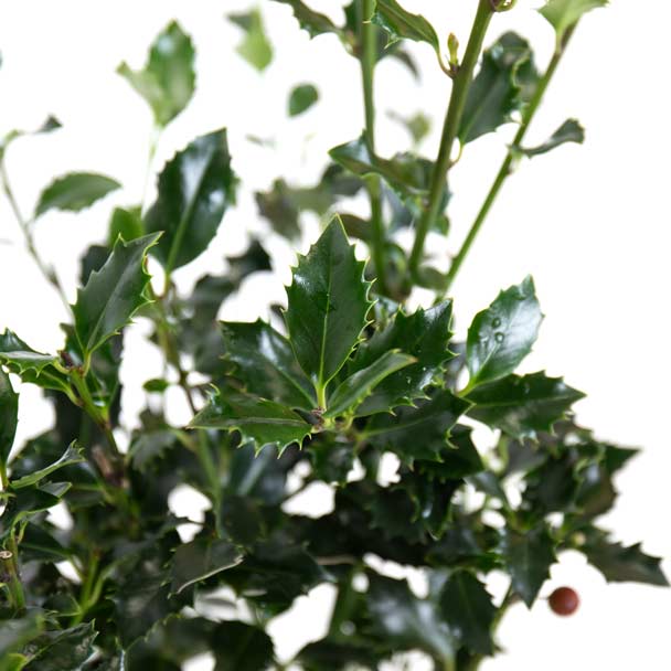 acebo planta de natal ilex aquifolium principal detalle 2