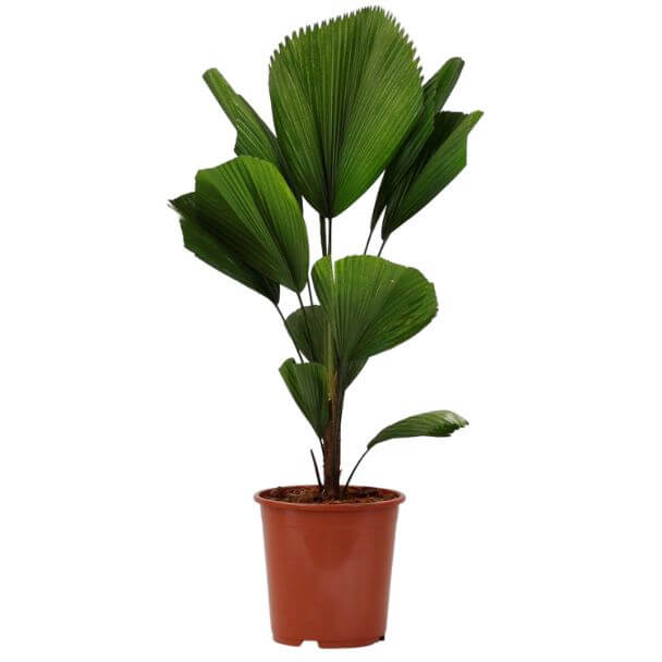 licuala grandis planta de interior bioma Plants vaso de producto