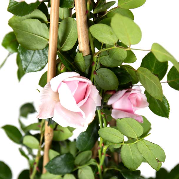 rosa trepadeira new dawn roseira flor