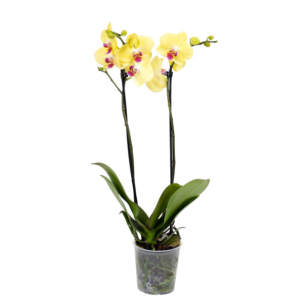 orquídea phalaenopsis amarela