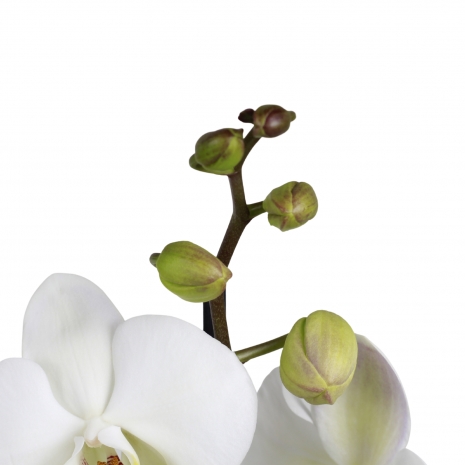 orquidea interior phalaenopsis branco 12 flores