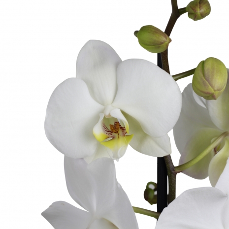 orquidea interior phalaenopsis branco 12 flores abrir