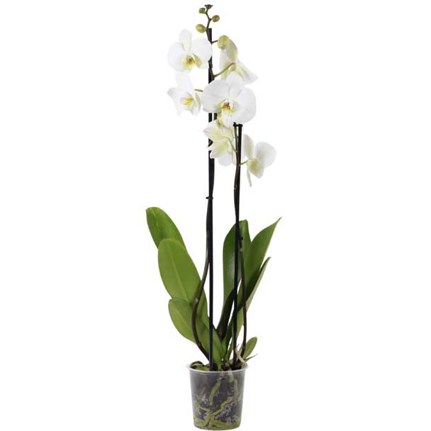 orquídea phalaenopsis branca