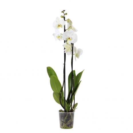 orquidea interior phalaenopsis branco 12 vaso producao