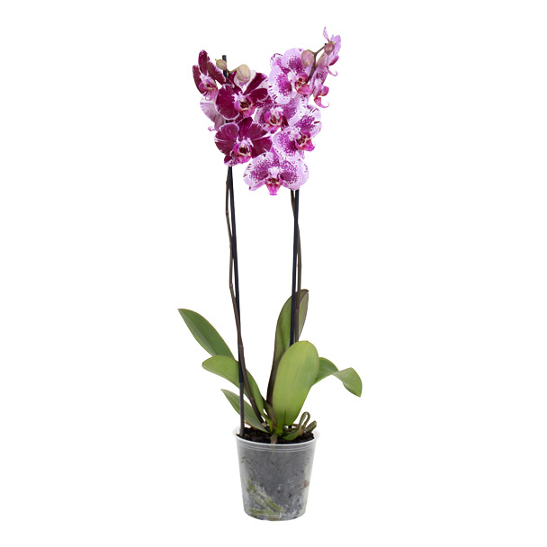 orquídea phalaenopsis pintada