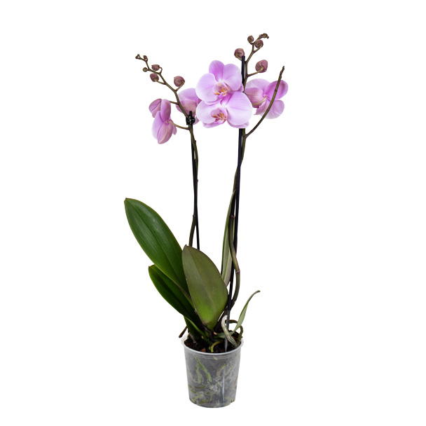 orquídea rosa