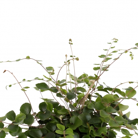 pellaea rotundifolia 12 detalhe1
