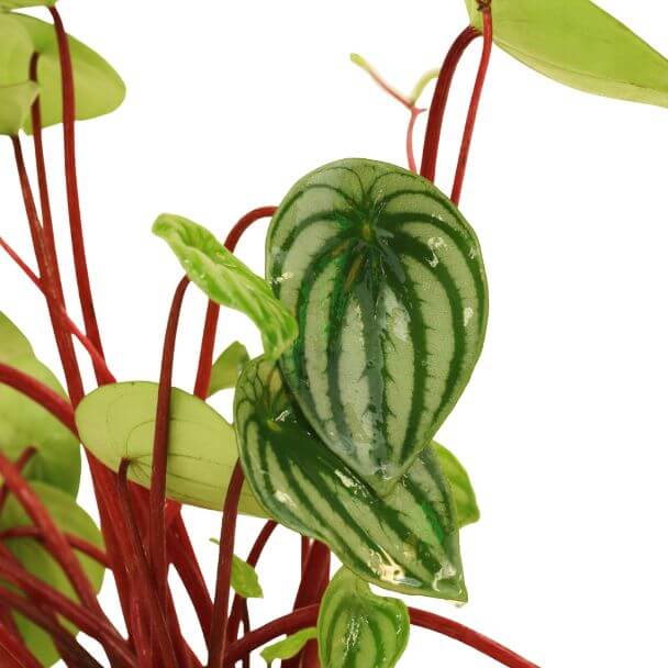 peperomia melancia plantas de interior bioma plants detalhe 1