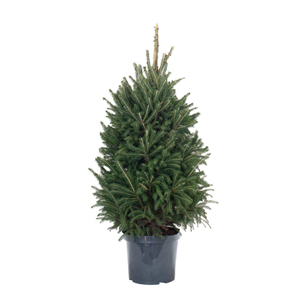 picea super green | árvore de natal natural