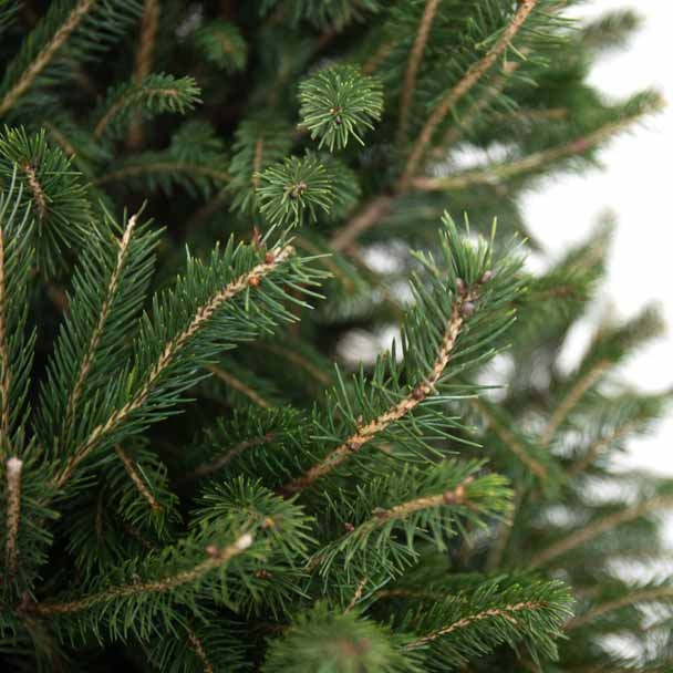 picea glauca super green árvore de natal detalhe