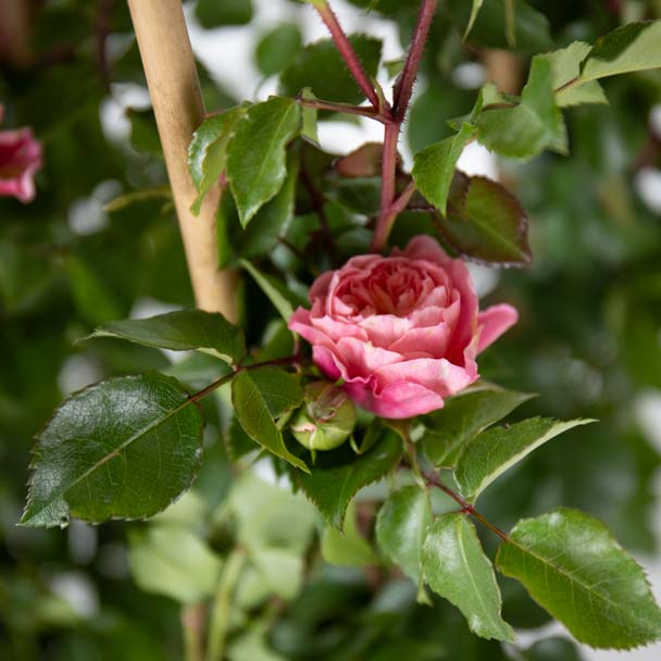 rosa pirouette courtyard rosa trepadeira flor