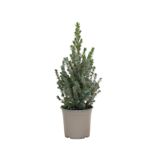 picea sander's blue | árbol de navidad natural