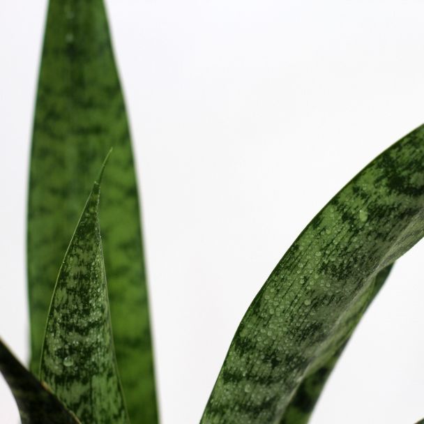 sansevieria diamond green planta de interior sansevieria bioma plants detalhe 1