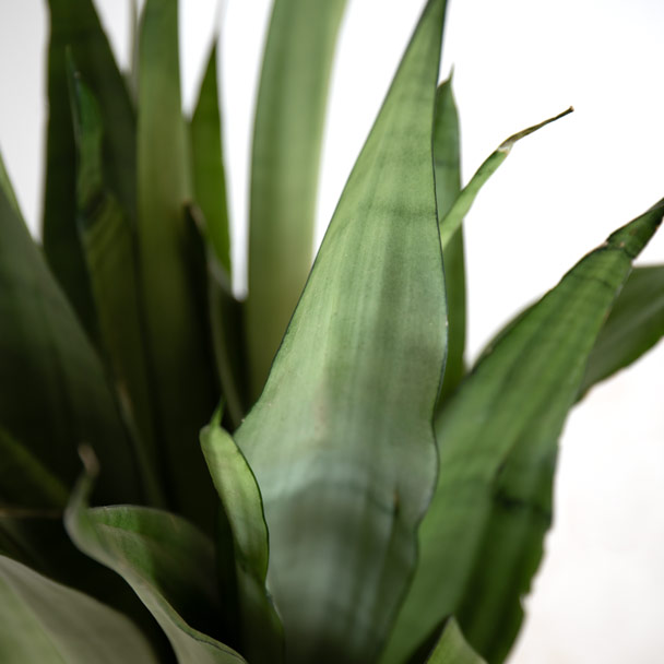 sansevieria moonshine detalle