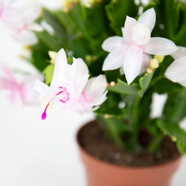 schlumbergera branca cato de natal flor