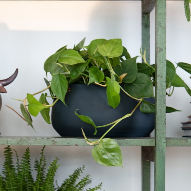 taca ceramica plantas interior ambientada philodendron scandens