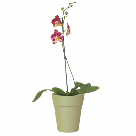 vaso capri orquidea artevasi verde eucalipto orquidea rosa