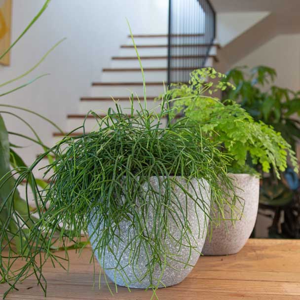 vaso ceramica hestia plantas interior naturais rhipsalis