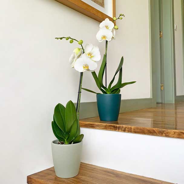 vaso ceramica thalia artevasi orquidea escada