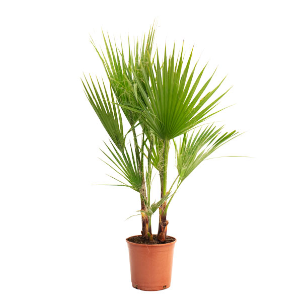 palmeira mexicana