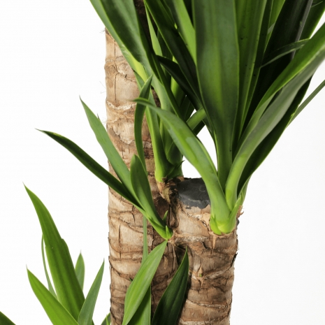 yucca elephantipes 22 vaso producao planta interior tronco
