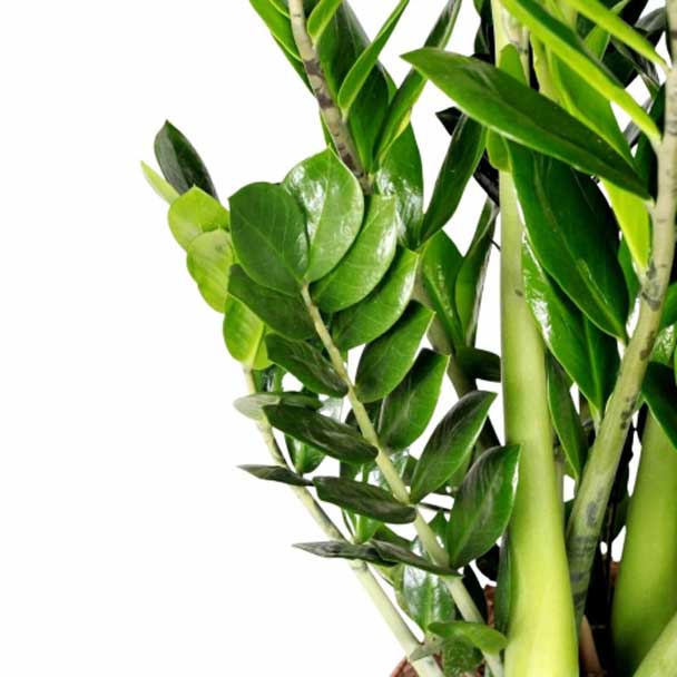 planta de interior resistente zamioculcas zamiifolia vaso detalhe