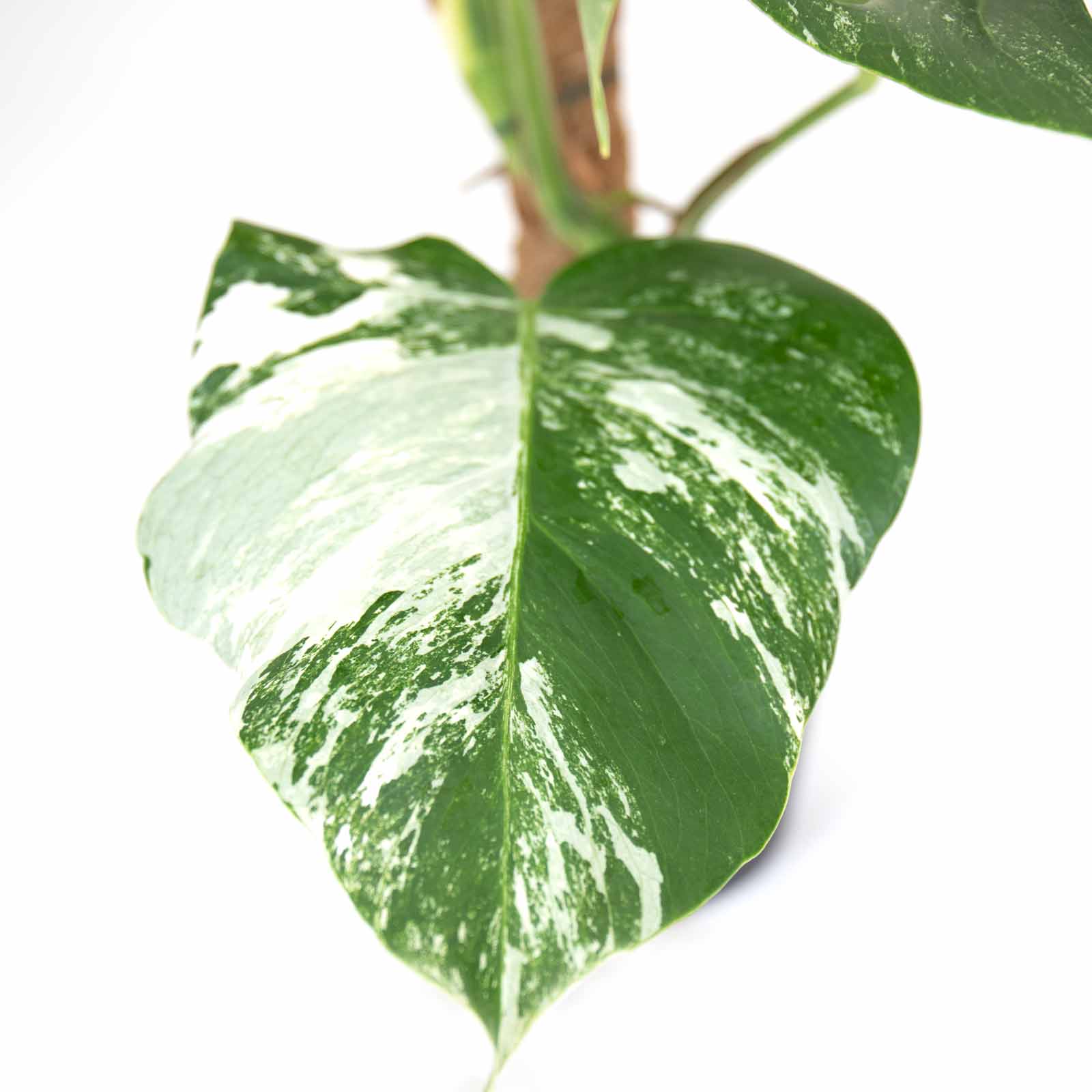 Monstera Variegata | Costela de Adão Variegada | Bioma Plants