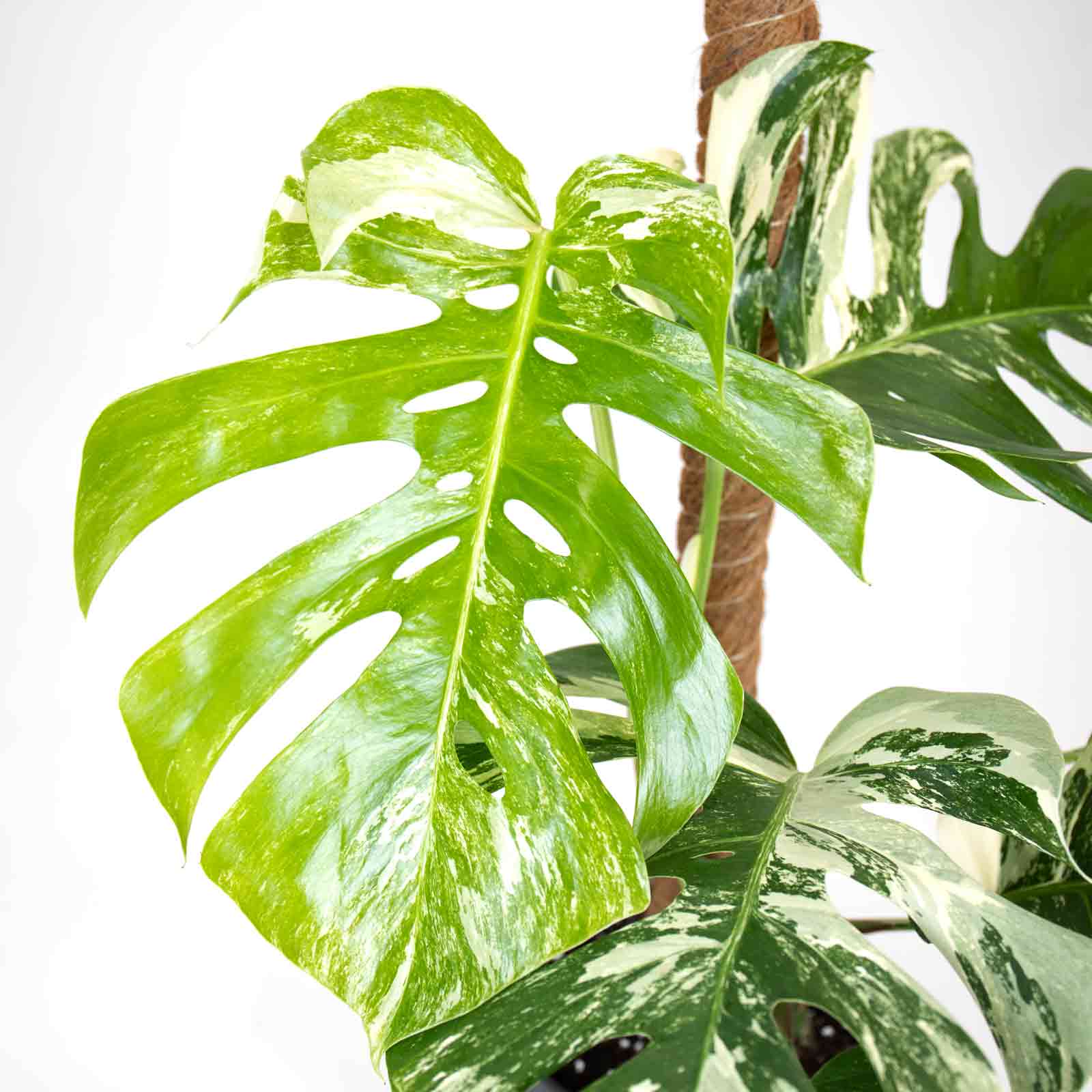 Monstera Variegata | Costela de Adão Variegada | Bioma Plants